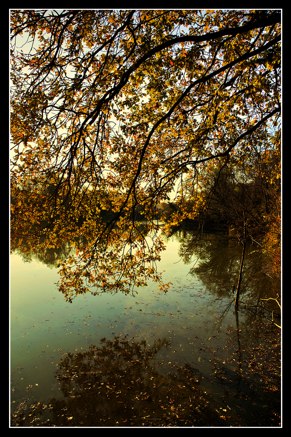 Si sta come d'autunno sugli alberi le foglie [G. Ungaretti] di FrancescoPaolo