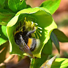 Buff-tailed Bumblebee