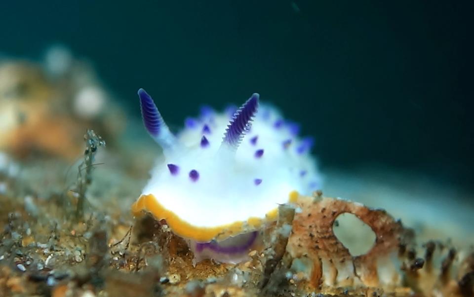 Mexichromis Nudibranch