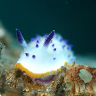 Mexichromis Nudibranch