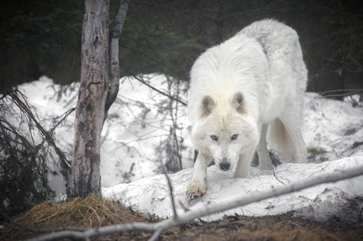 ?Arctic wolf Wallpapers