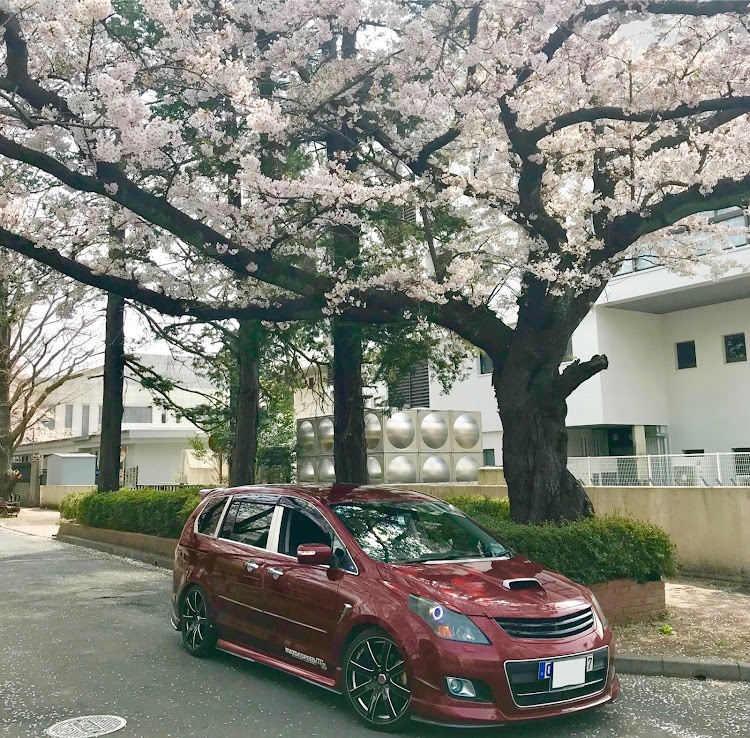 MPVのプラモデル・桜とコラボ・桜並木・桜と愛車・ミラターボに関するカスタム事例の投稿画像1枚目