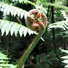 Helechos / Fern fiddleheads