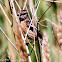 Stonechat; Tarabilla Común