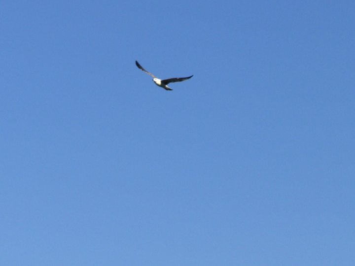 Gabbiano in volo di asile