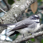 Grey Fantail