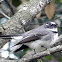 Grey Fantail