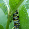 Monarch butterfly caterpillar