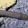 Leatherleaf Slug