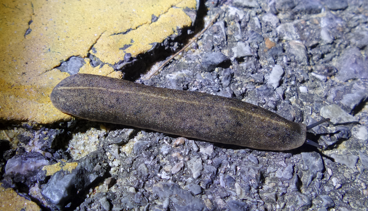 Leatherleaf Slug