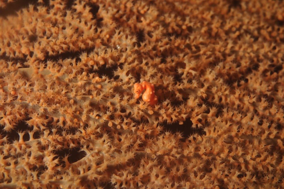 Denise Pygme Seahorse