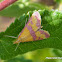 Moth Crambidae