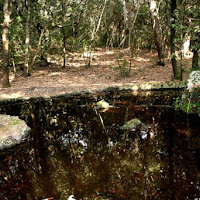 Fontana nel bosco di 