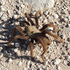 Desert Tarantula