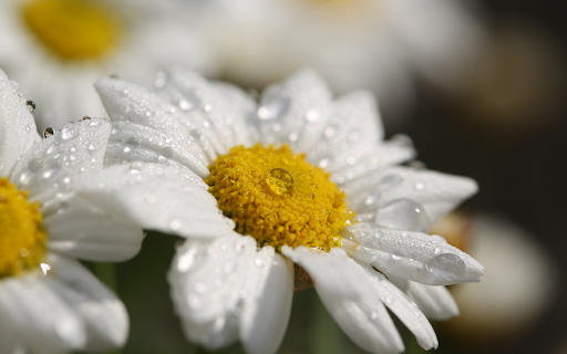 Chrysanthemums bloom