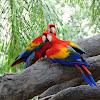 Scarlet Macaw