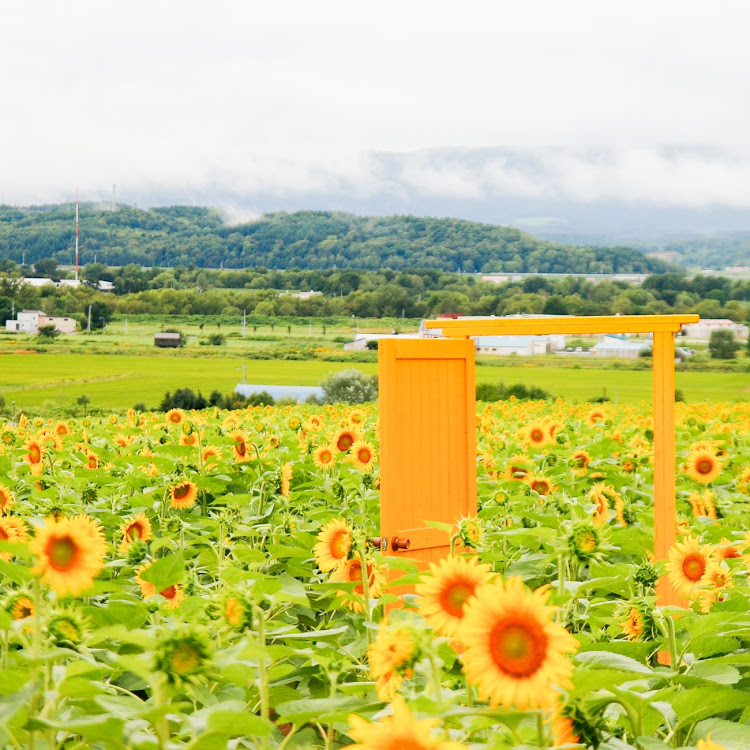 ハリアーのお盆休み・ドライブ・名寄サンピラーパーク・ひまわり畑🌻に関するカスタム事例の投稿画像7枚目