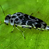 Tumbling Flower Beetle, Pintail beetle.