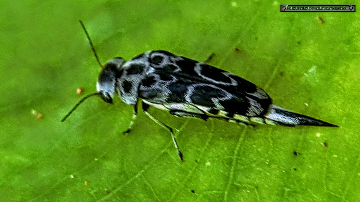 Tumbling Flower Beetle, Pintail beetle.