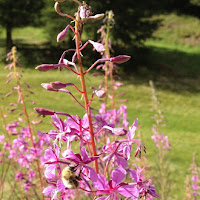 IN MONTAGNA di 