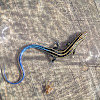 Common Five-lined Skink