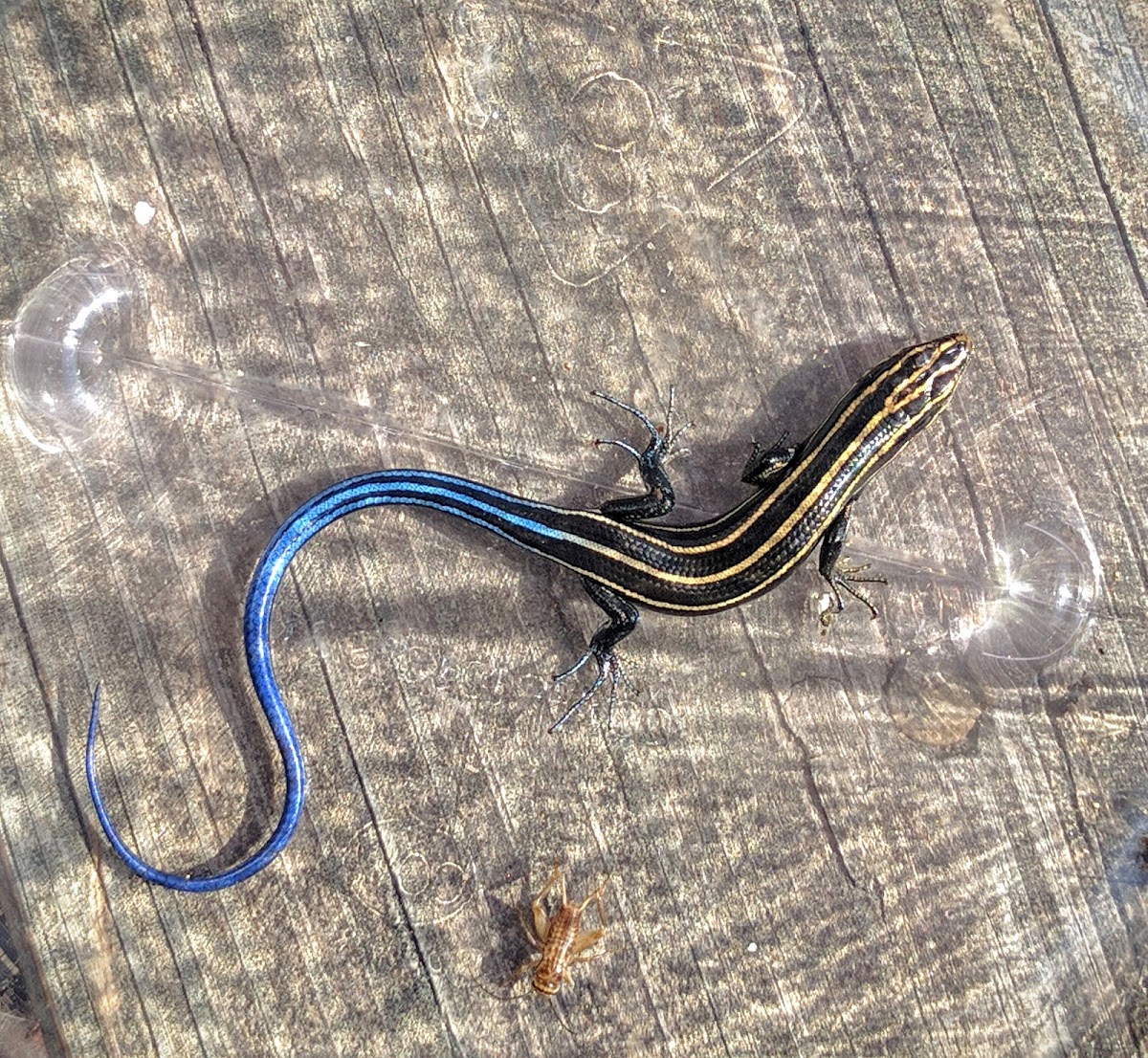 Common Five-lined Skink