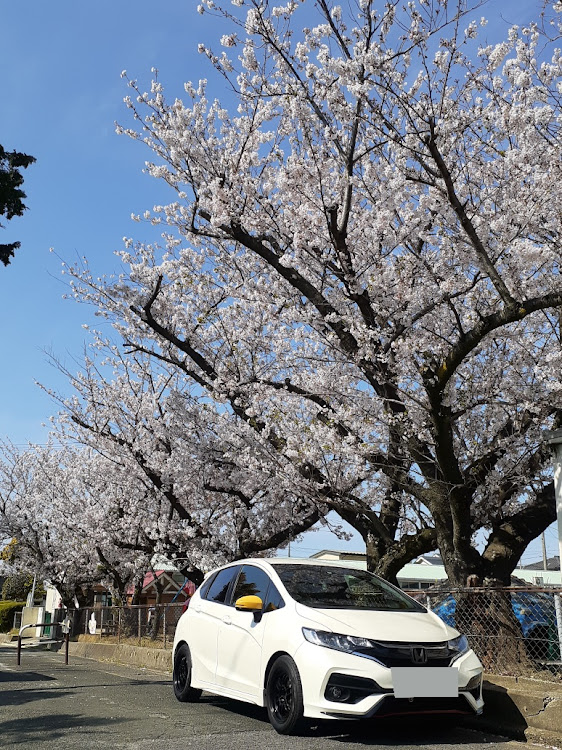 フィットの桜・コロナウイルスに負けるなに関するカスタム事例の投稿画像1枚目