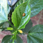 Harlequin Ladybug/Halloween Lady Beetle