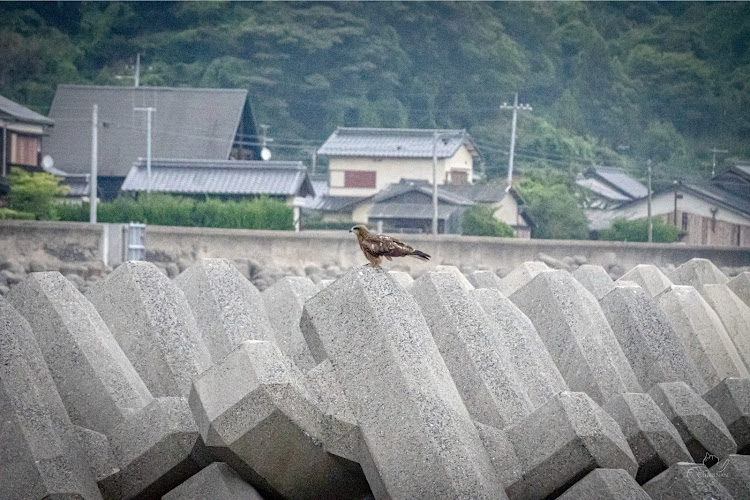 の投稿画像13枚目