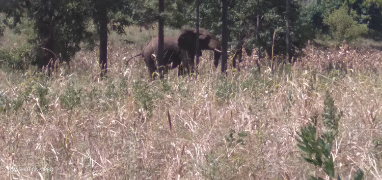 An elephant in a farm at Rurii in Thangatha ward, Tigania East, Meru