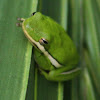 American Green Tree Frog