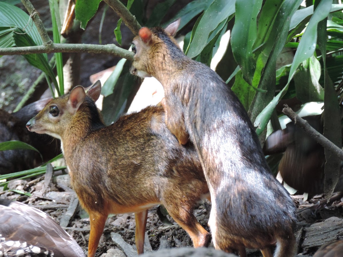 Lesser mousedeer