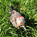 Northern Flicker (yellow shaft) - male