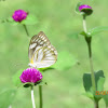 Striped Albatross