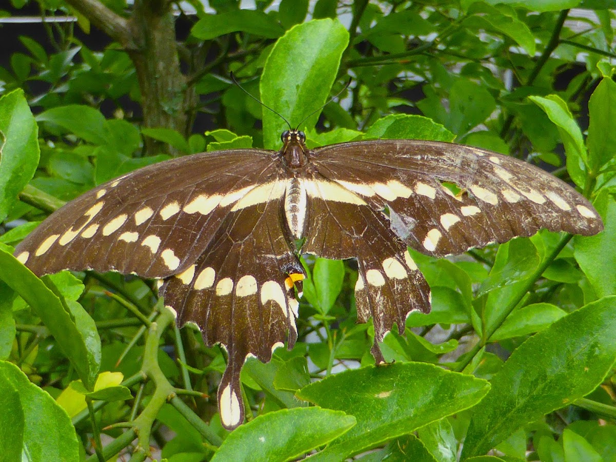 Eastern Giant Swallowtail