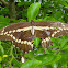 Eastern Giant Swallowtail