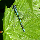 Spearhead Bluet