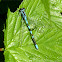 Spearhead Bluet