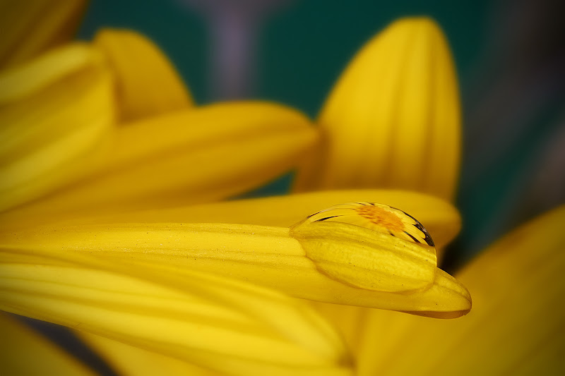 on the flower...into the drop di Roberto Peruzzi