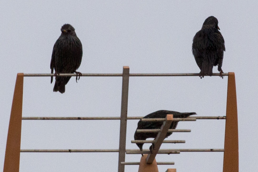 Spotless Starling; Estornino Negro