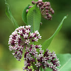 Common Milkweed