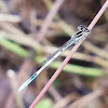 Bluetail damselfly