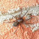 Funnel Weaver Spider, female