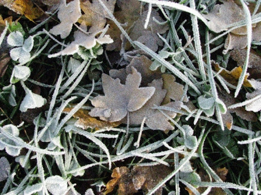 Foglie vestite di brina di nagyrenata