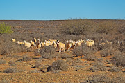 The bleak landscape that sustains Afrino sheep in the Nama Karoo was a lush 'Garden of Eden' around 300,000 years ago, according to evidence from isotopes in an ancient ostrich eggshell.