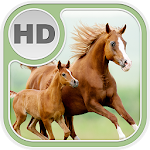 Cover Image of Скачать Horse Wallpaper Free Download 1.2 APK