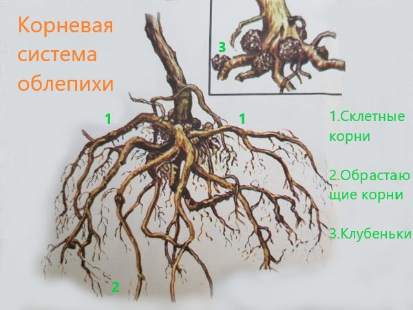 Корневая система облепихи