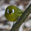 Kilimanjaro White-eye