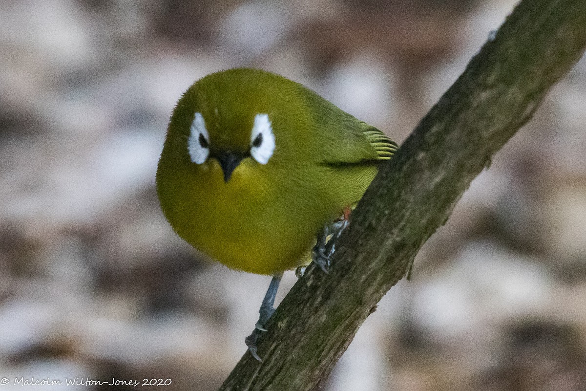 Kilimanjaro White-eye