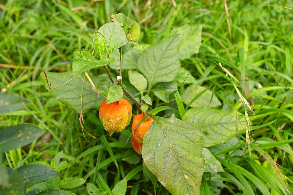 Chinese Lantern